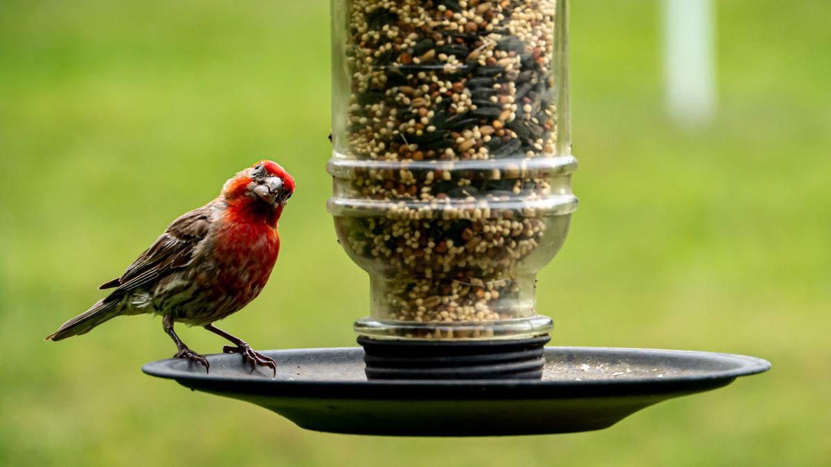Appleberry Plumbing 3 Tip Sunday Self Care Bird Feeder Appleberry Plumbing 3 Tip Sunday Self Care Bird Feeder