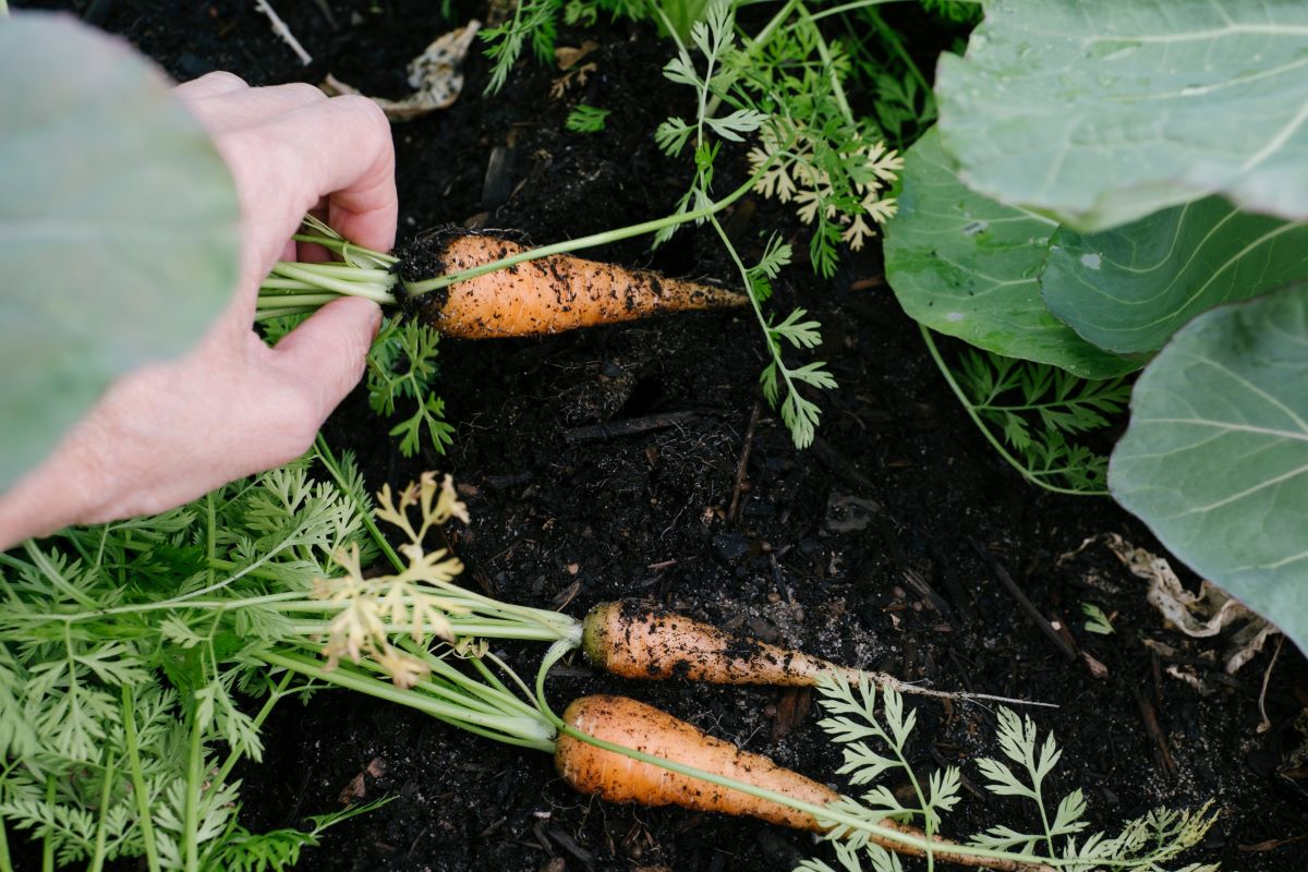 Appleberry Plumbing 3 Tip Sunday Carrot