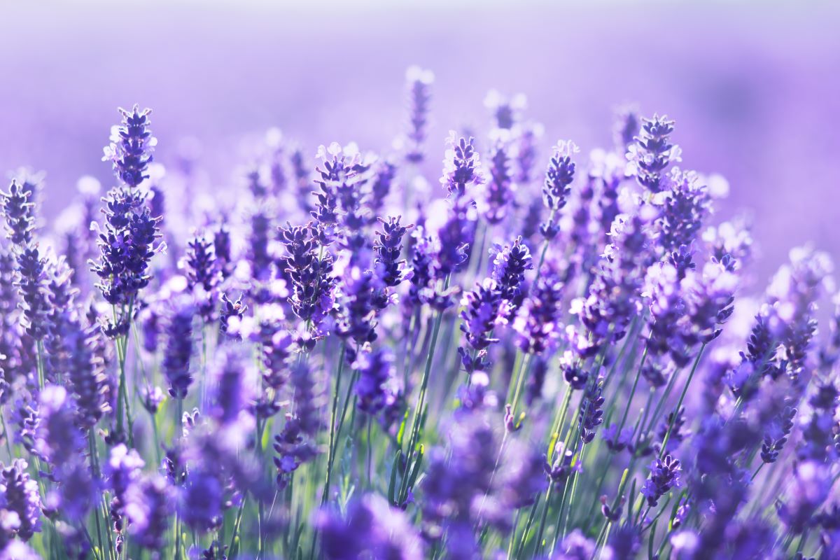 Appleberry Plumbing 3 Tip Sunday Lavender
