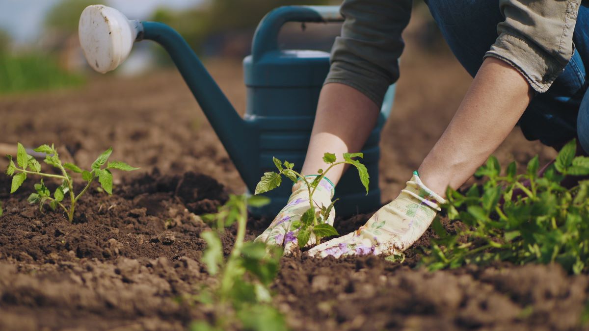 Appleberry Plumbing 3 Tip Sunday No Till Garden